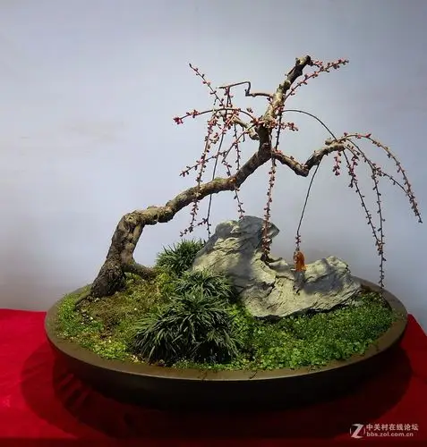 千姿百态的梅花盆景