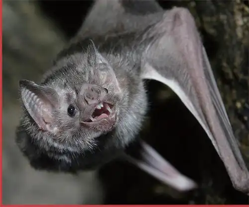 吸血蝙蝠