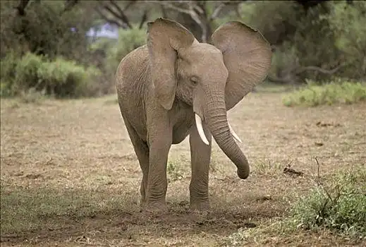 年轻,大象,耳,安伯塞利国家公园,肯尼亚