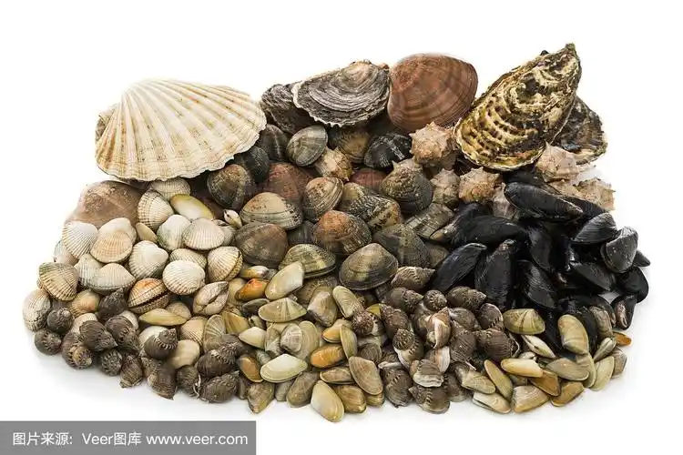 贝类分类
