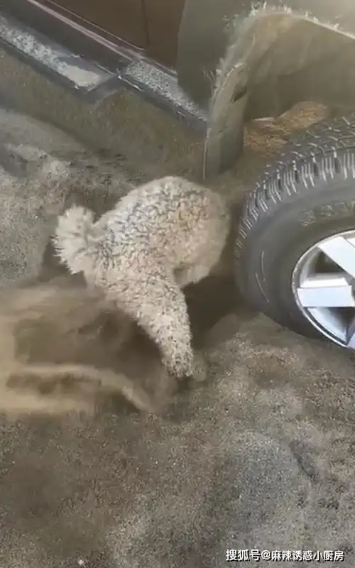 开车陷进沙坑时,当时我就想要一只这样的狗!多少钱我都要