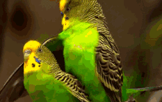 话痨鹦鹉,每一只都以为自己是一,大,群!