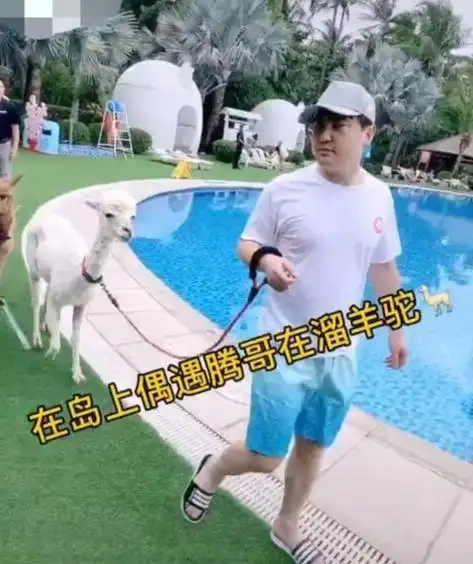 沈腾怎么连度假也这么搞笑?三亚景点别人游泳晒日光浴他遛羊驼