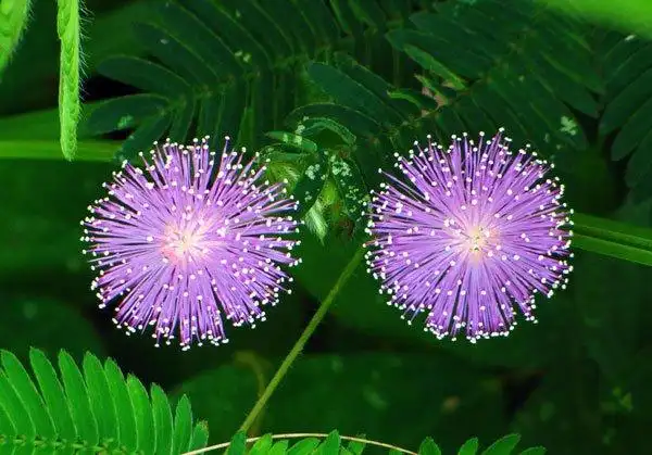 常见三十种有毒的花(二)