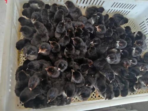 (20只装)黑土鸡苗黑鸡苗鸡苗活体小鸡苗黑毛鸡苗小黑土鸡苗