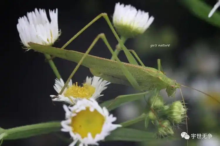情有独螽皖南螽斯生态纪录