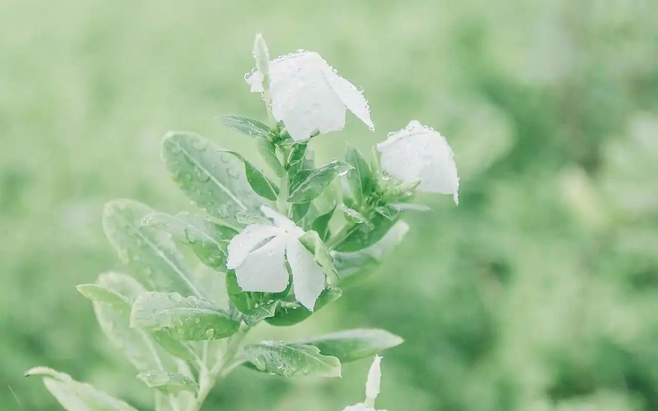 小清新绿色植物高清桌面壁纸图片