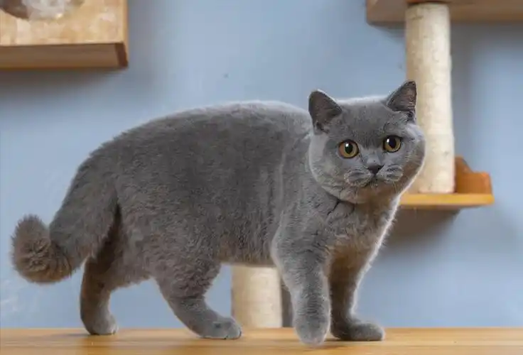 买英短猫要牢记这5点轻松辨别假英短以后别买错