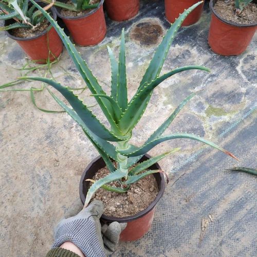 侬律 日本木立芦荟盆栽 室内客厅阳台花卉绿植盆栽 龙爪菊芦荟食用