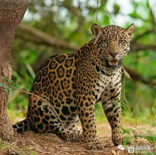 【rlyl物种说】今日--美洲豹(jaguar)