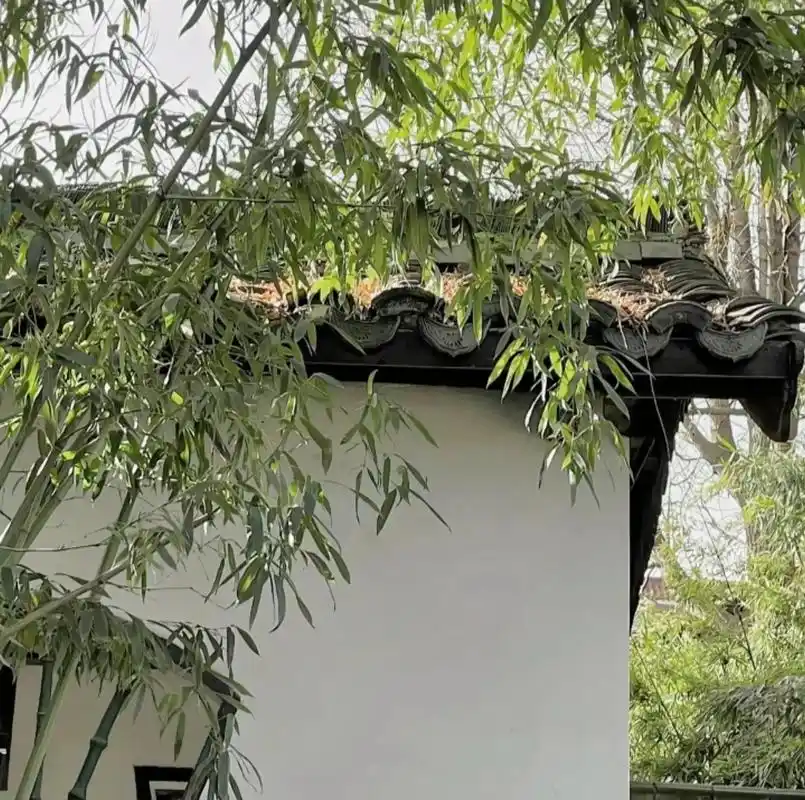 竹 #古风背景图 #风景 - 抖音