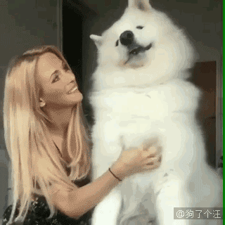 哦,不,狗子歪头杀真可爱