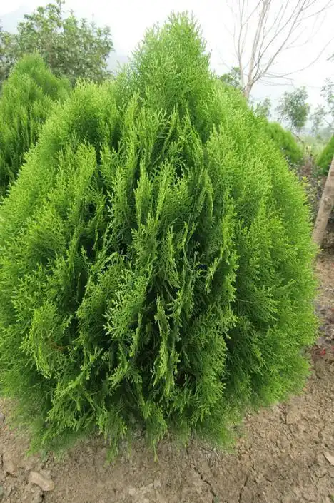 悬铃木,银杏椴树鹅掌楸 城市绿化离不开树,行道树是绿化的基础,树种