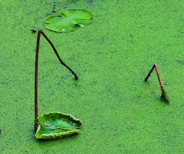 浮萍和荷叶,夏日的标配#护眼  #绿色  #手机屏保