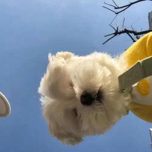 治愈系 萌宠 可爱头像