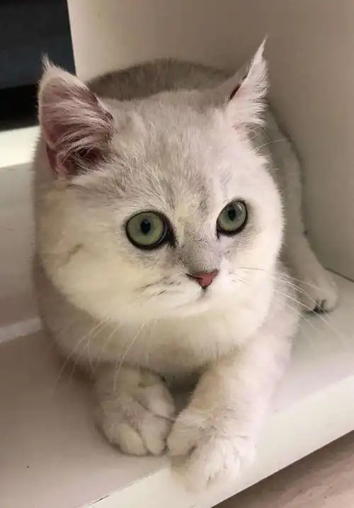 想替我家一岁大的英短银渐层公猫找只同品种的母猫