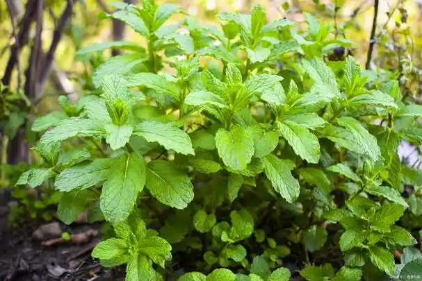 山薄荷的作用是什么