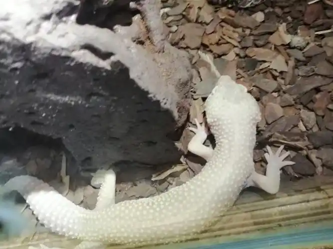 白蜥蜴在等着猎物上钩呢!