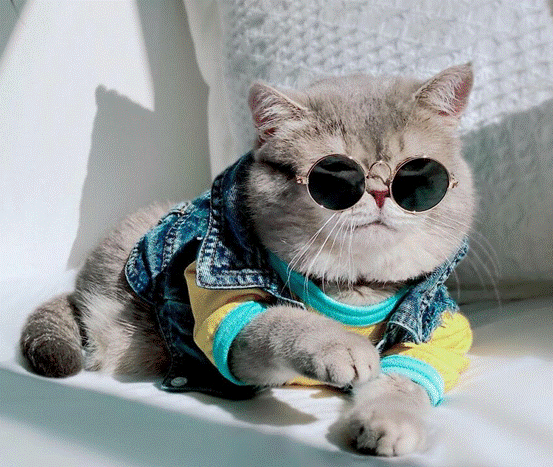 流浪猫变身网红猫百万网友跟猫学潮流穿搭网友猫比人精致