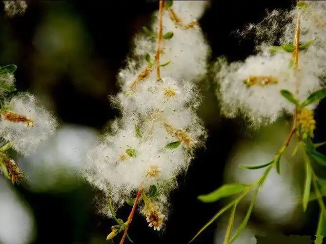 又到柳絮纷飞时 春季柳絮过敏应对方法
