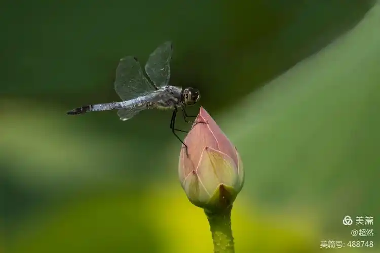 夏日里荷花,蜻蜓