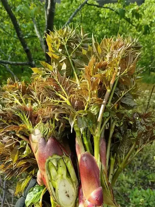 刺头菜的嫩芽和嫩茎叶,低脂肪,低糖,多纤维,多维生素,是无污染,纯绿色