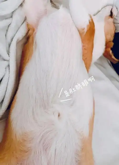 想找跟我一样有肚脐眼的兄弟姐妹