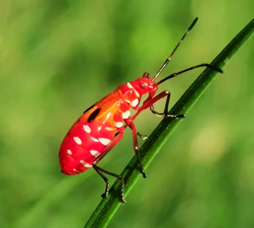 3厘米,体色和背后图案各有差异,底色一般为赤红色,带有明显的黑色