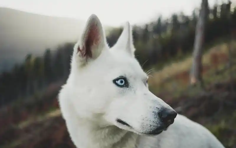 二哈哈士奇呆萌高清桌面壁纸