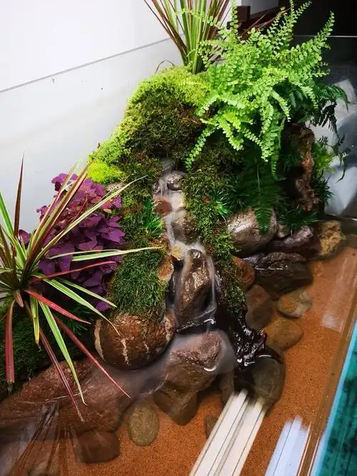 家中草缸改水陆,卵石溪流景 - 雨林水陆及微景观 - cta南美水族