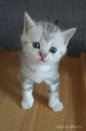美短幼猫找家长