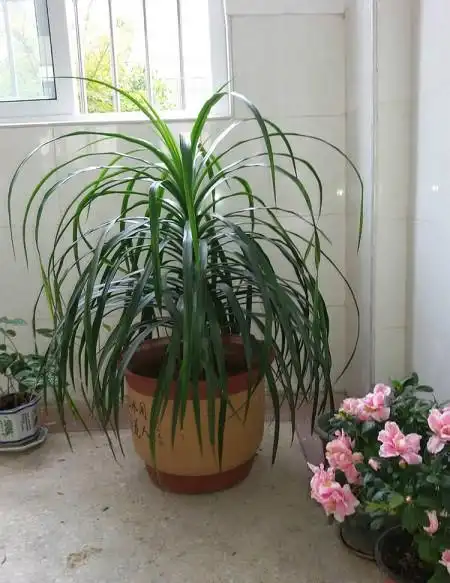 龙须兰怎么施肥