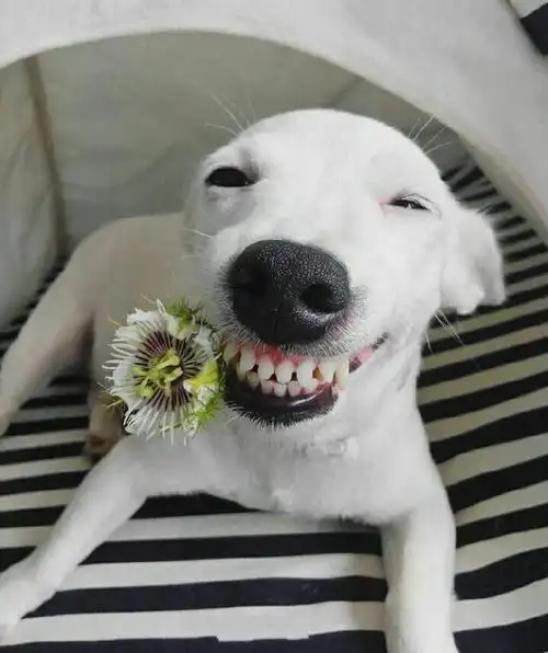 汪星人与花,温暖笑容治愈系