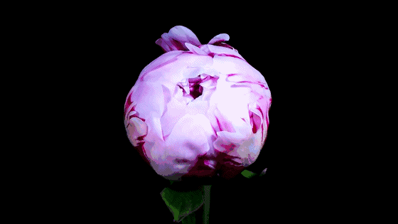 60种花开瞬间刹那芳华