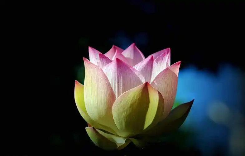 佛菩萨为何偏爱莲花?