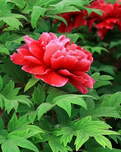 日出"东方红" 洛阳牡丹艳