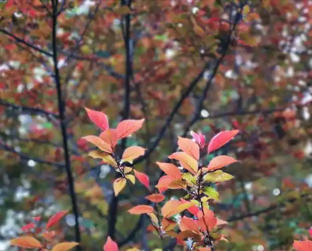 美人梅的叶子也是美人.