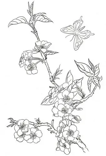 白描桃花蝴蝶的绘画技法(4)