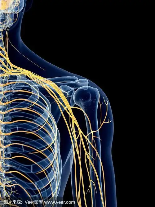 肩膀的神经