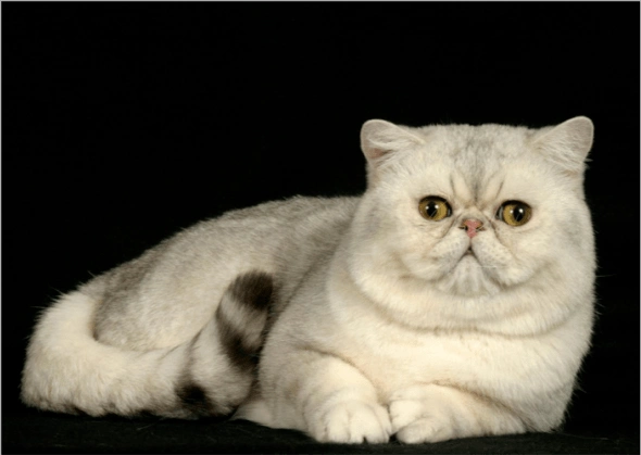 异国短毛猫的品种介绍