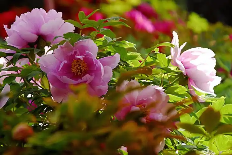 人间四月牡丹开,最美不过洛阳城.