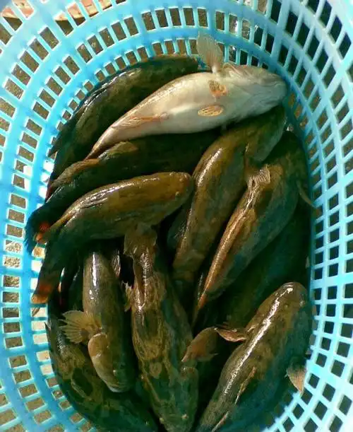 笋壳鱼(泰笋)广东产50 金城水产 规格1.3斤