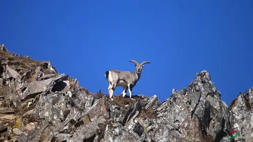 高处不胜寒-岩羊