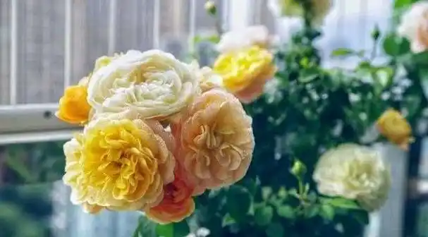 漂亮的花草盆栽的话,喜欢经常可以欣赏到美美的鲜花,那么最好是养一些