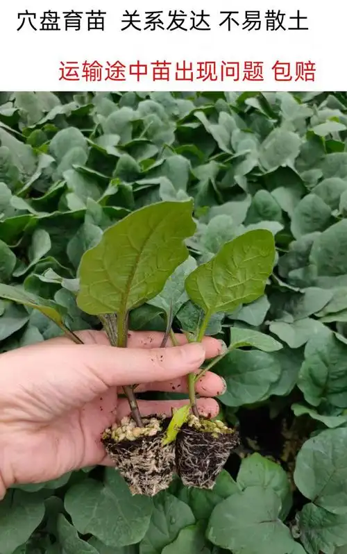 颜集卉茄子苗秧苗种籽子孑四季盆栽青皮圆茄长线苗秧春季种苗幼大全蔬