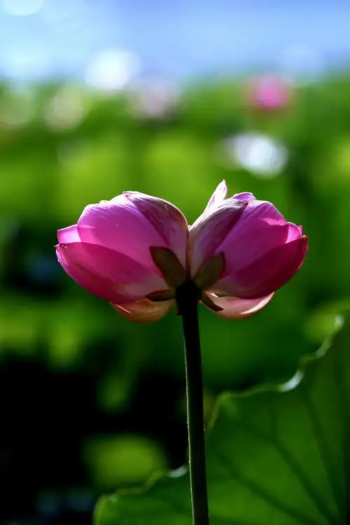 《再见双头莲》——宋代· 吴芾 我来才见月初圆,两度池开并蒂莲.