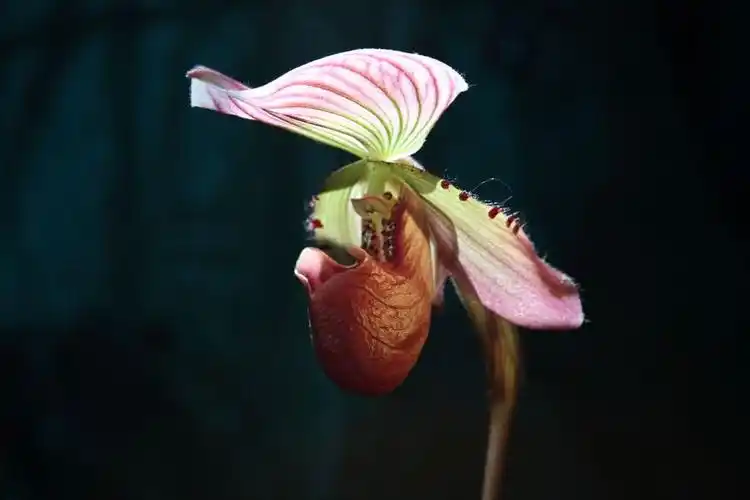 紫纹兜兰(魔帝兰)