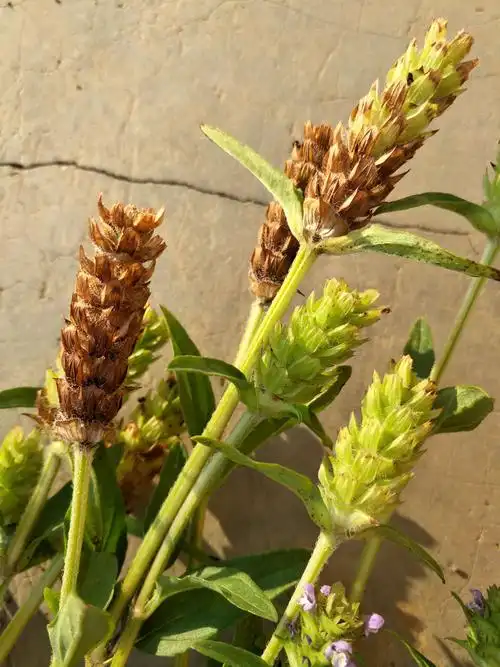 野生夏枯草,生态绿色.