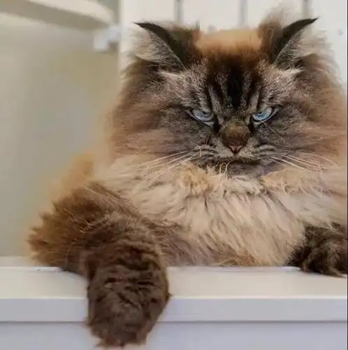 从呆萌小猫变成愤怒鳌拜的过程这经历了什么