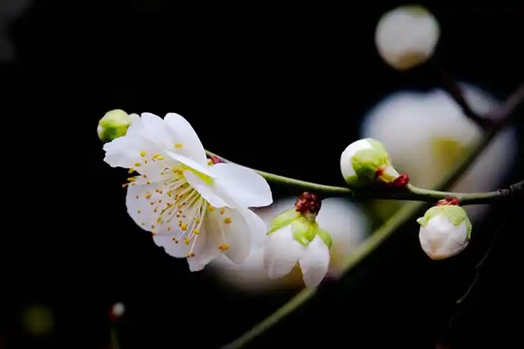 其它 珍品绿梅 写美篇       春天在那湖水的倒